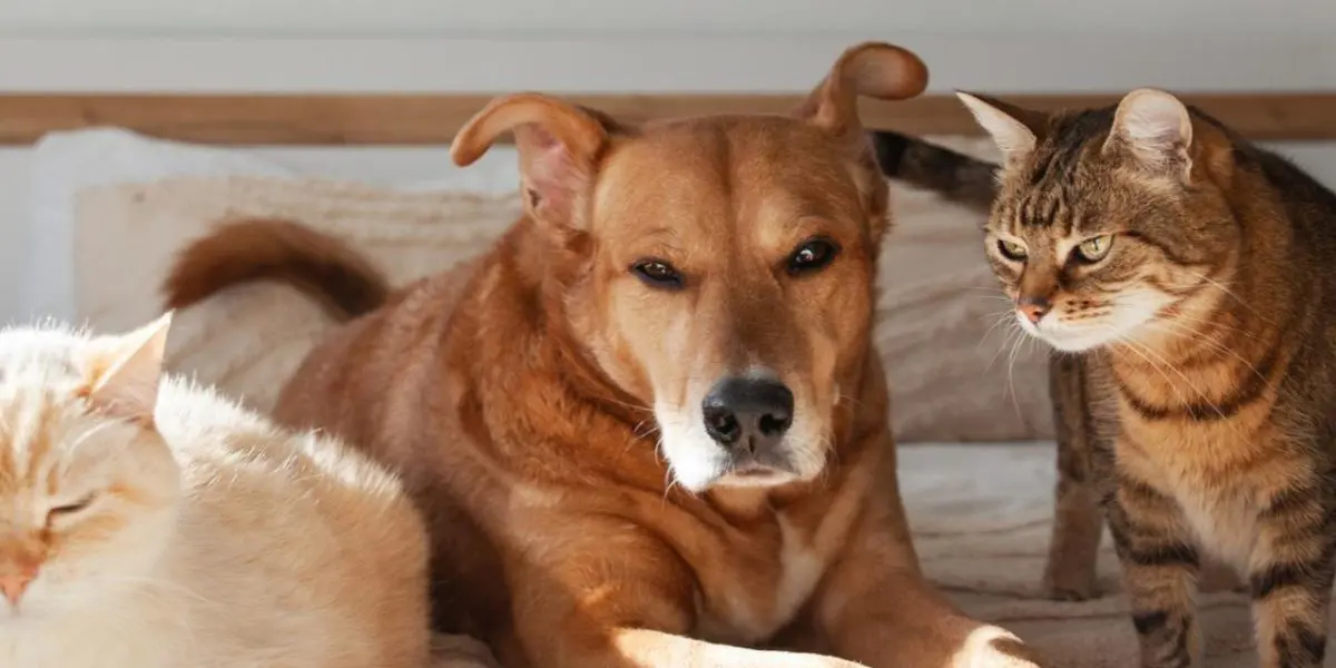 Vetirus Pharmaceuticals Partners with Immune Propulsion to Advance Novel Immunotherapy for Companion Animal Cancer